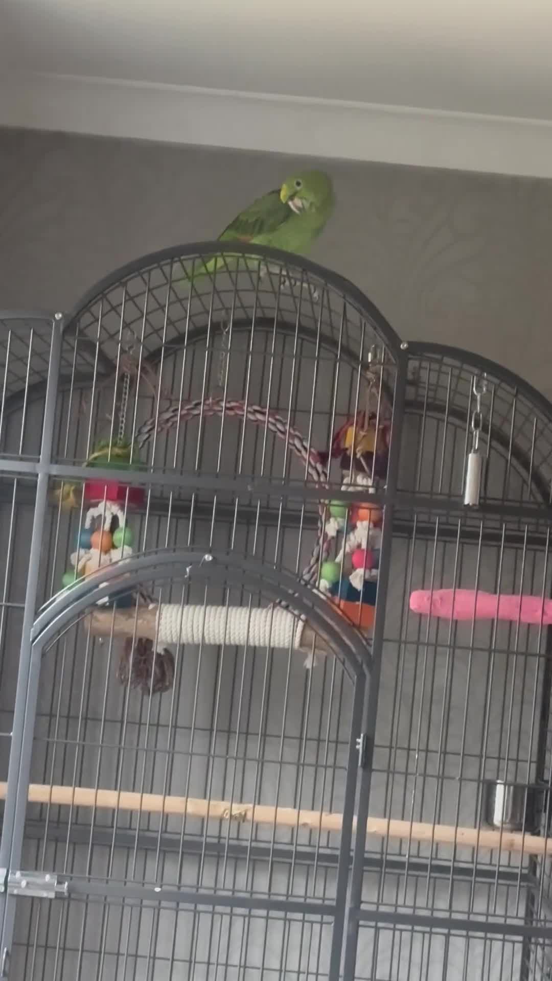 Parrots birds for sale: Extremely rare mealy x yellow crowned Amazon  - Video 2