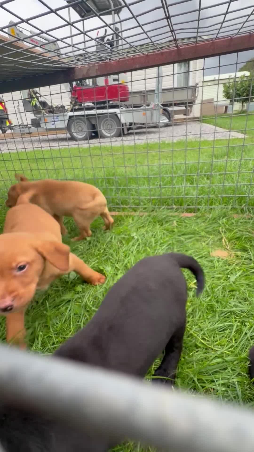Labrador Retriever dogs for sale: Stunning Labrador pups for sale  - Video 1