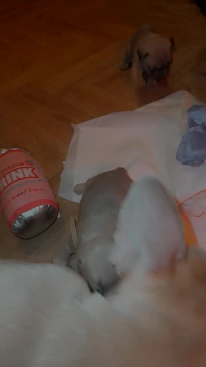 French Bulldog dogs for sale: French bulldog puppies in Chorley - Video 3