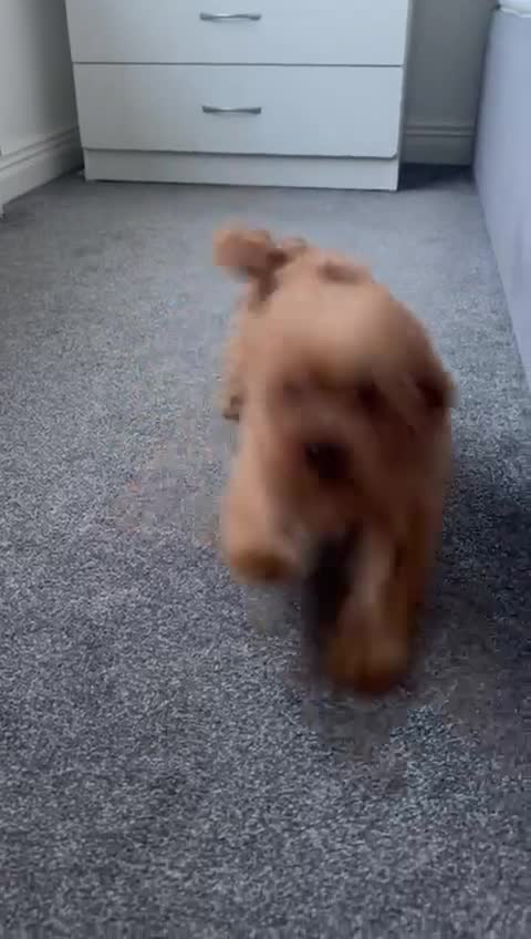 Cavapoo dogs for sale: Fully vaccinated 1 male 1 female ready now ! - Video 3