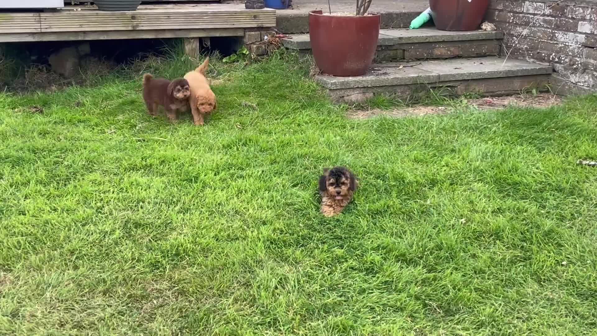 Cockapoo dogs for sale: Ready NOW Apricot and Chocolate F1b Cockapoo’s - Video 1