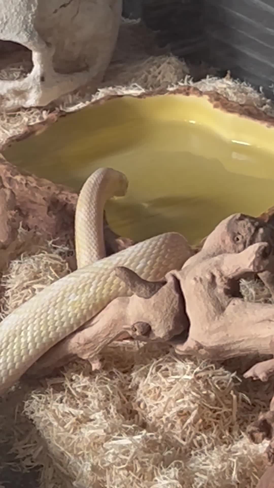 Corn Snake reptiles for sale: Corn Snake Snow  - Video 1