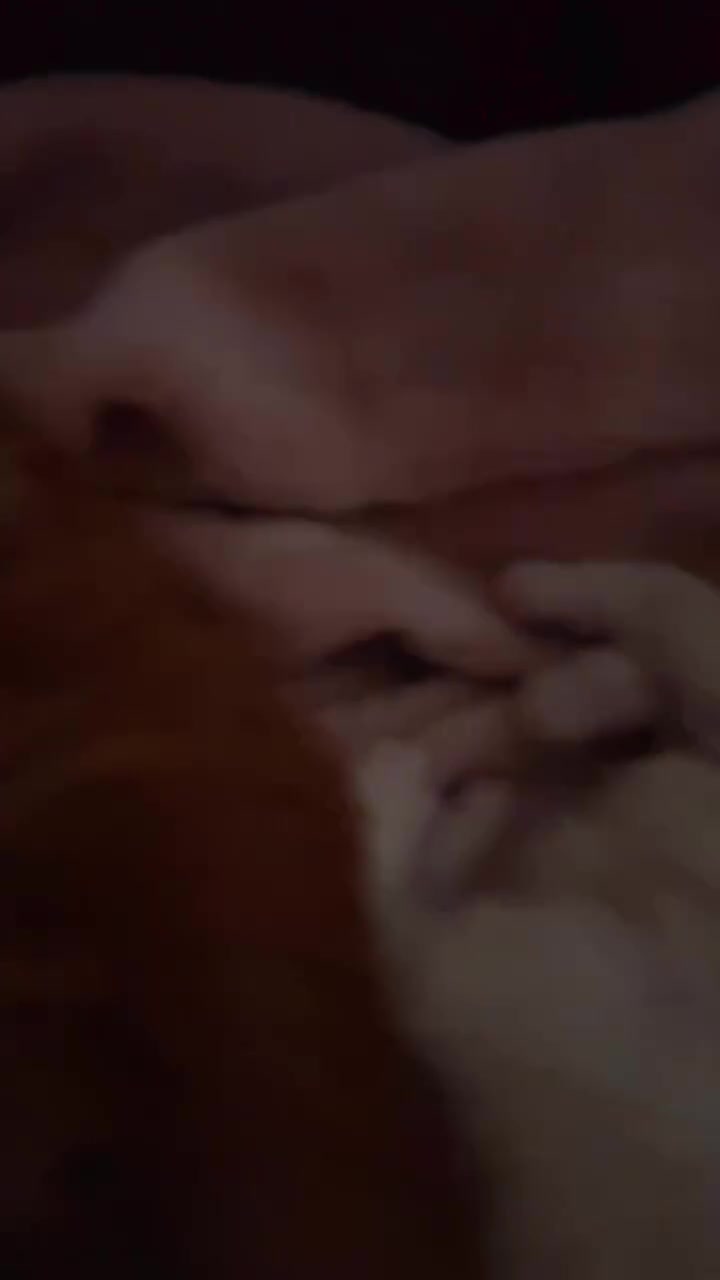 Persian cats for sale: Kittens EXOTIC LONG HAIR PERSIAN DOLL FACE - Video 2