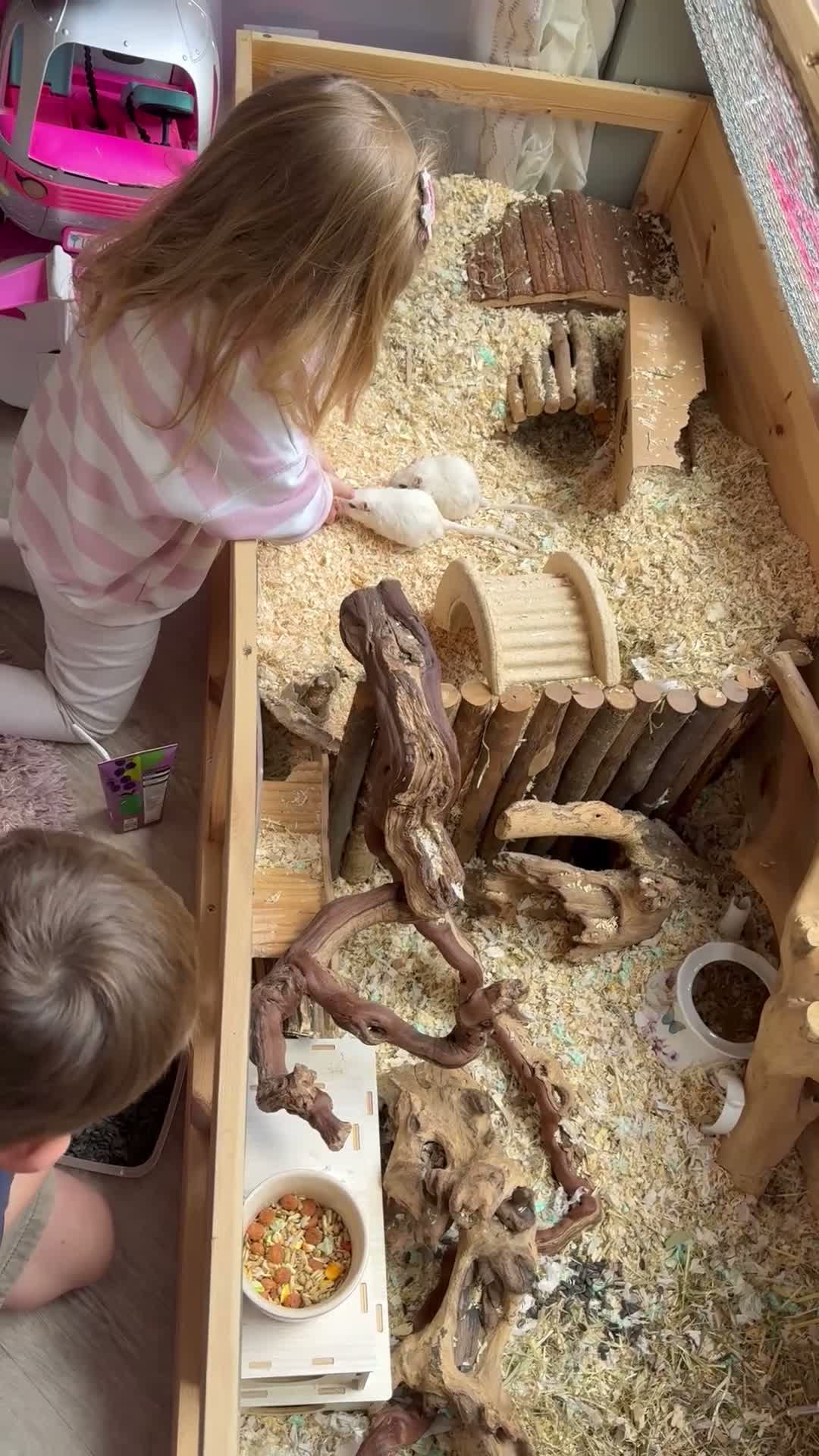 Gerbil rodents for sale: Friendly playful Gerbil Brothers  - Video 1