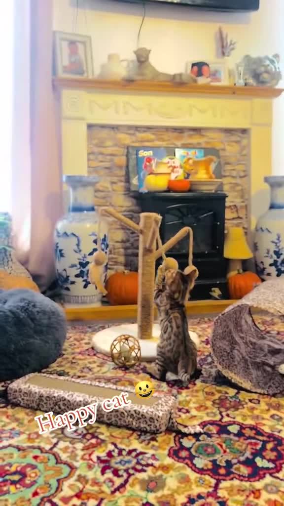 Bengal cats for sale: Tica registered bengal girl kitten 15 weeks - Video 3