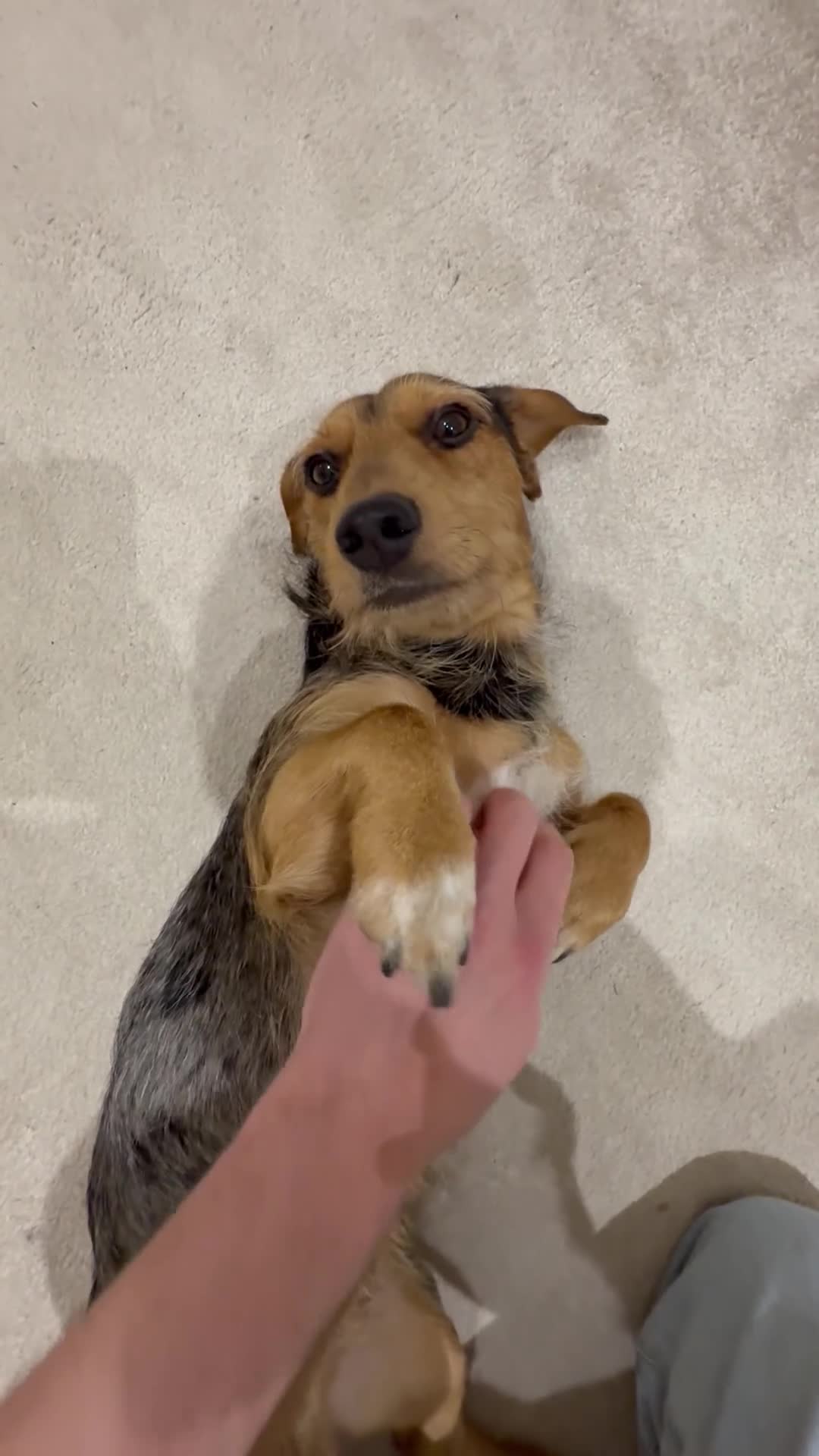 Mixed Breed dogs for sale: Bentley looking for a loving home - Video 1