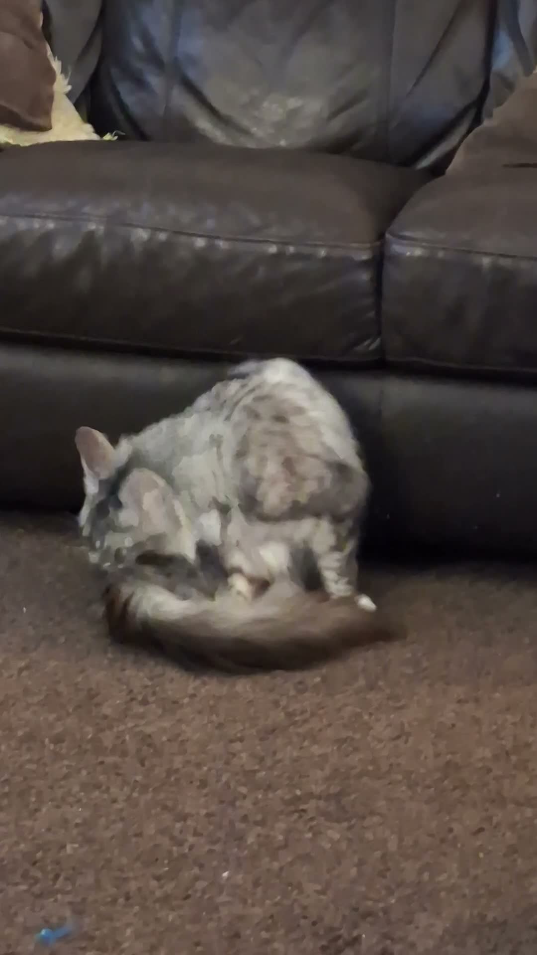 Maine Coon cats for sale: Adult Maine-coon for sale - Video 1