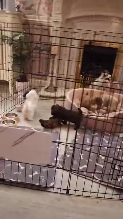 Cockapoo dogs for sale: 🐾✨  Ruby’s Toy Cockerpoo Pups Have Arrived! ✨🐾 - Video 1