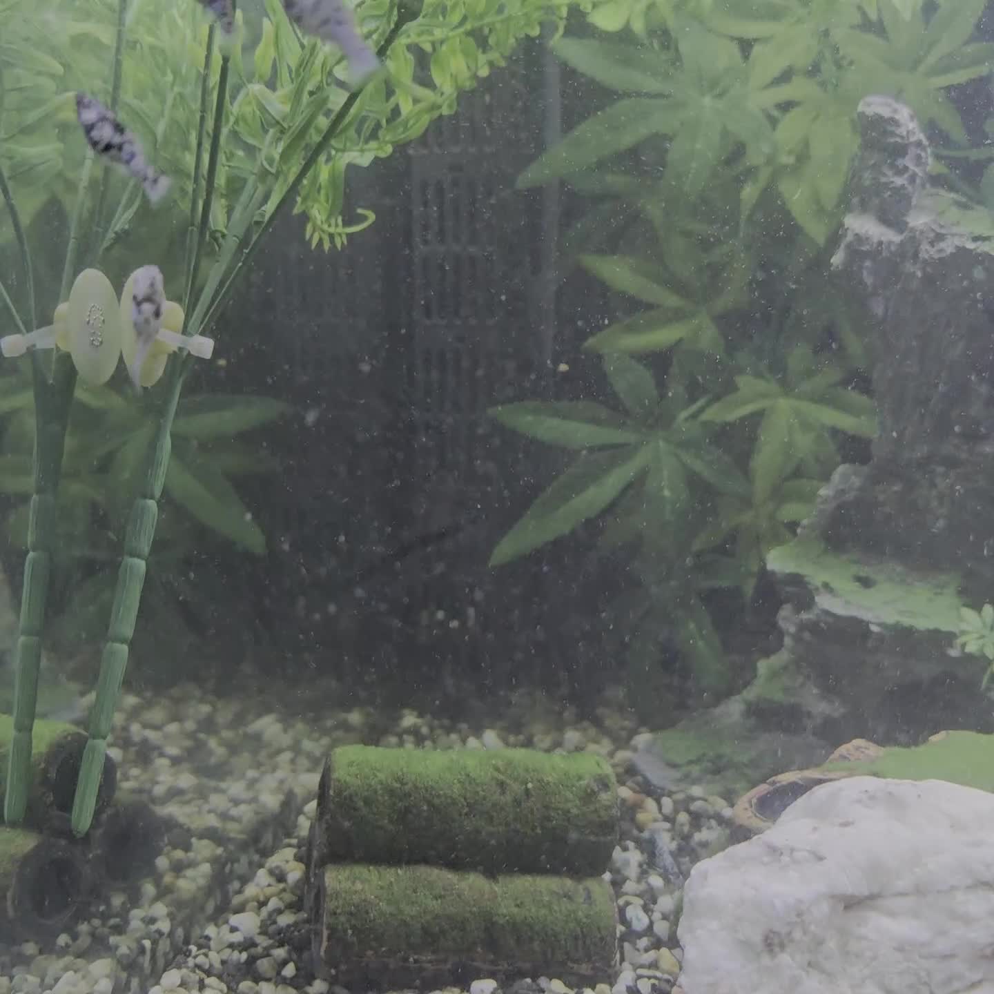 Mollies fish for sale: Hybrid Dalmatian Mollies £2 each/£10 for 6 - Video 1