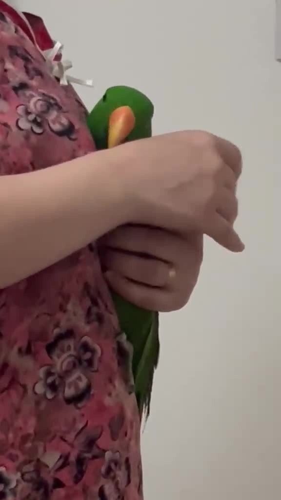 Parrots birds for sale: Eclectus male - Video 2