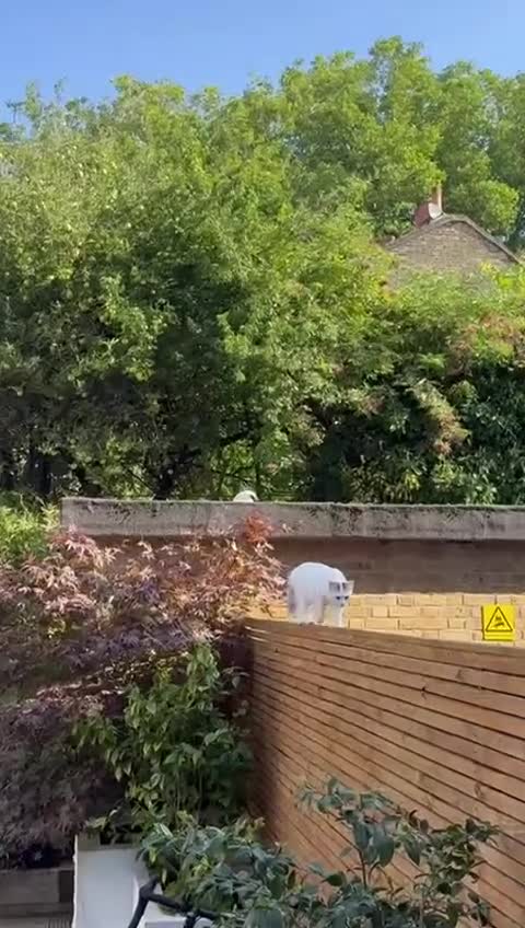 Mixed Breed cats for adoption: ARES BOY - FIONA MIX TURKISH ANGORA GIRL BONDED  - Video 3