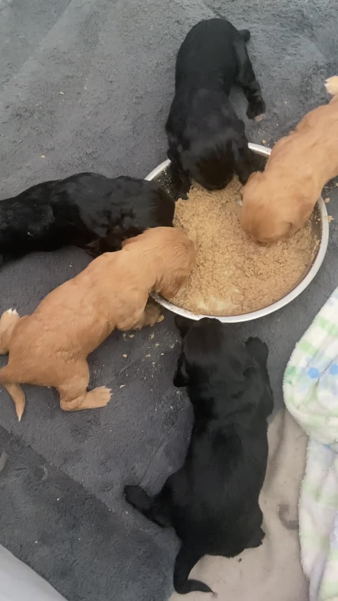 Cocker Spaniel dogs for sale: KC working cocker spaniel puppies! - Video 2