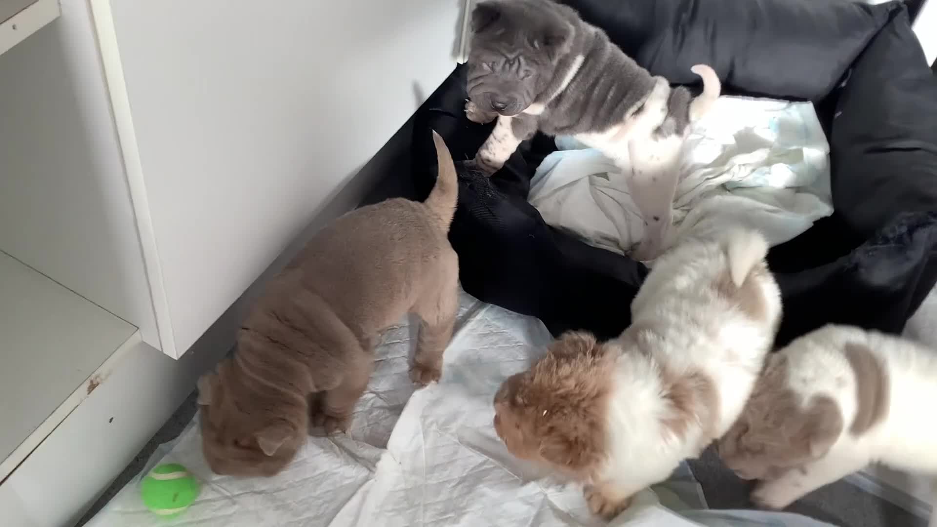 Shar Pei dogs for sale: Kc registered shar pei rare colours - Video 1