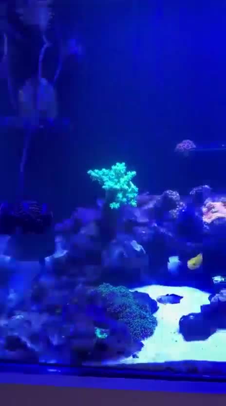 Other/Mixed Breed fish for sale: Full set up Marine fish tank - Video 1