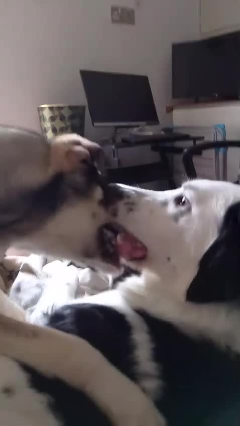 Mixed Breed dogs for sale: Beautiful Shuri - Video 1