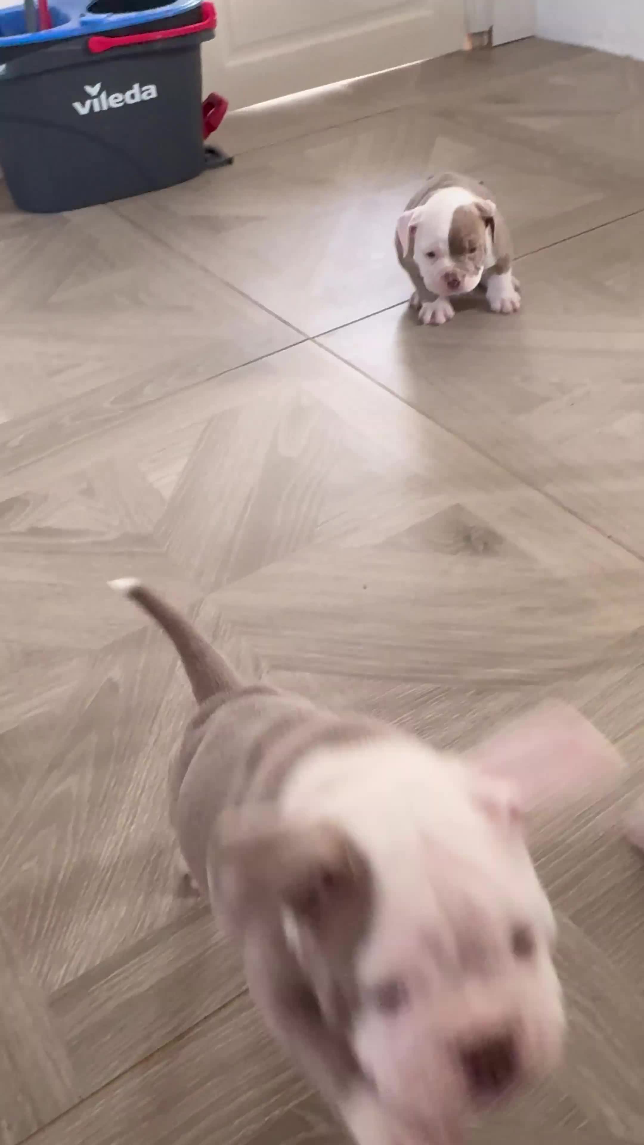 Old Tyme Bulldog dogs for sale: EXQUISITE Old tyme English bulldog puppies  - Video 1
