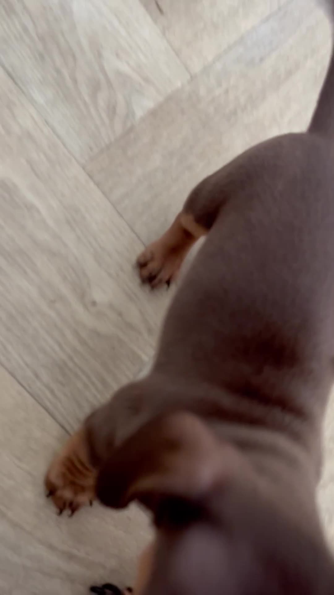 Miniature Dachshund dogs for sale: Chocolate and Tan KC Miniature Dachshund puppies - Video 2