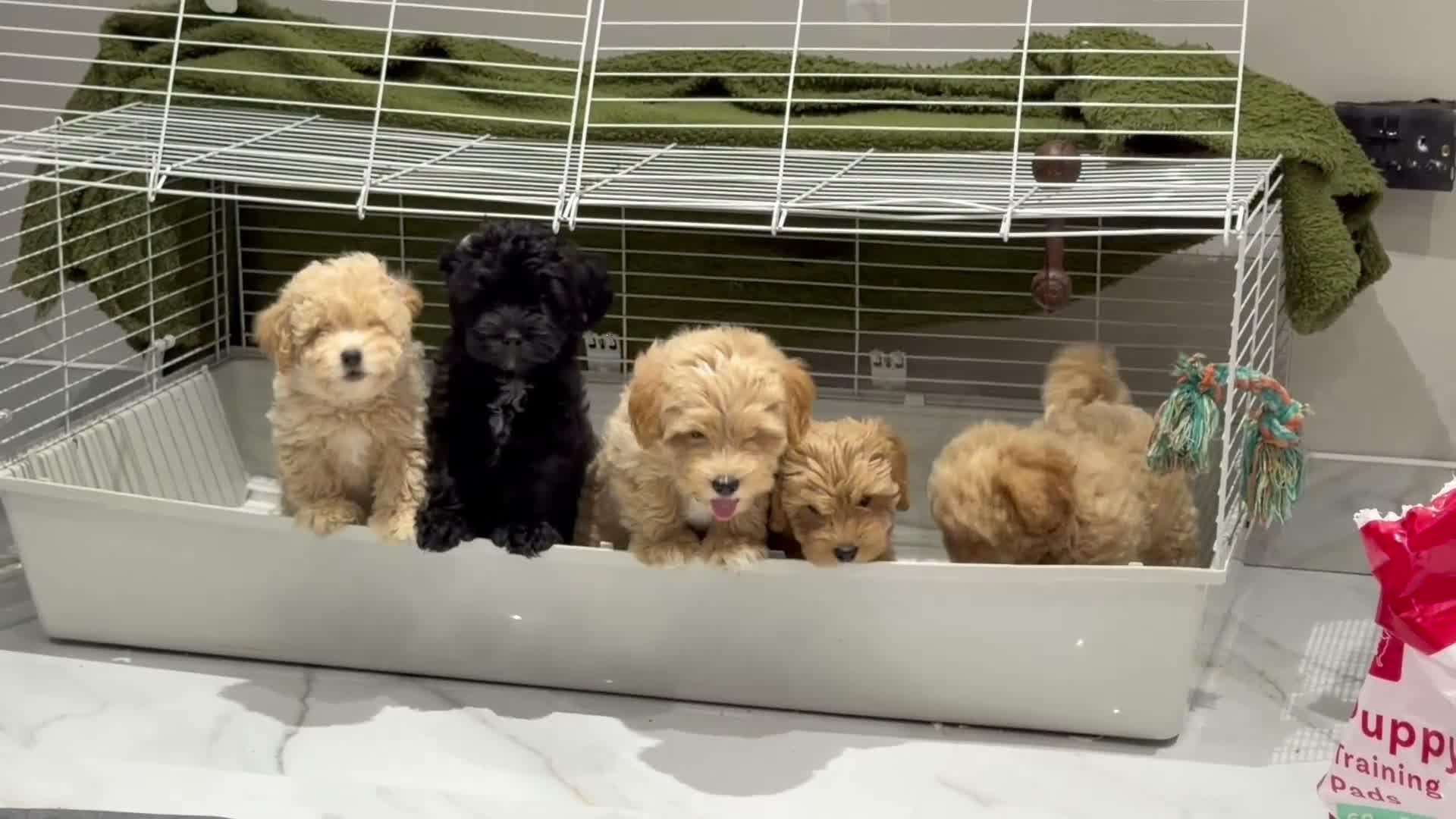 Shihpoo dogs for sale: REDUSEC Two left- SHIHPOO × TOY POODLE PUPPIES - Video 2