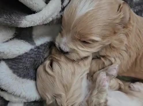 Maltipoo dogs for sale: Cute Small Maltipoos F1  - Video 1