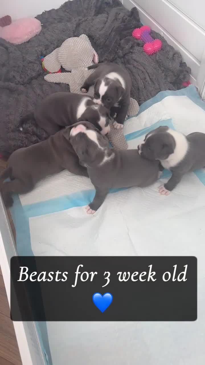 Staffordshire Bull Terrier dogs for sale: Blue Staffordshire bull terrier - Video 2