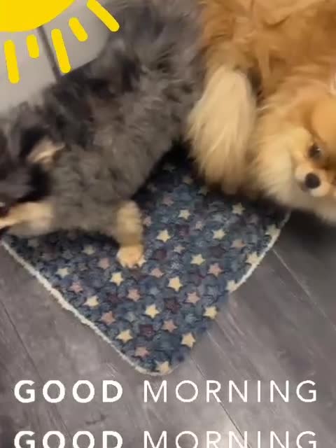 Pomeranian dogs for stud: 🎃EXPERIENCED👑KING ZIGGY & PRINCE COCO🏆STUD Boys in Bedford - Video 3
