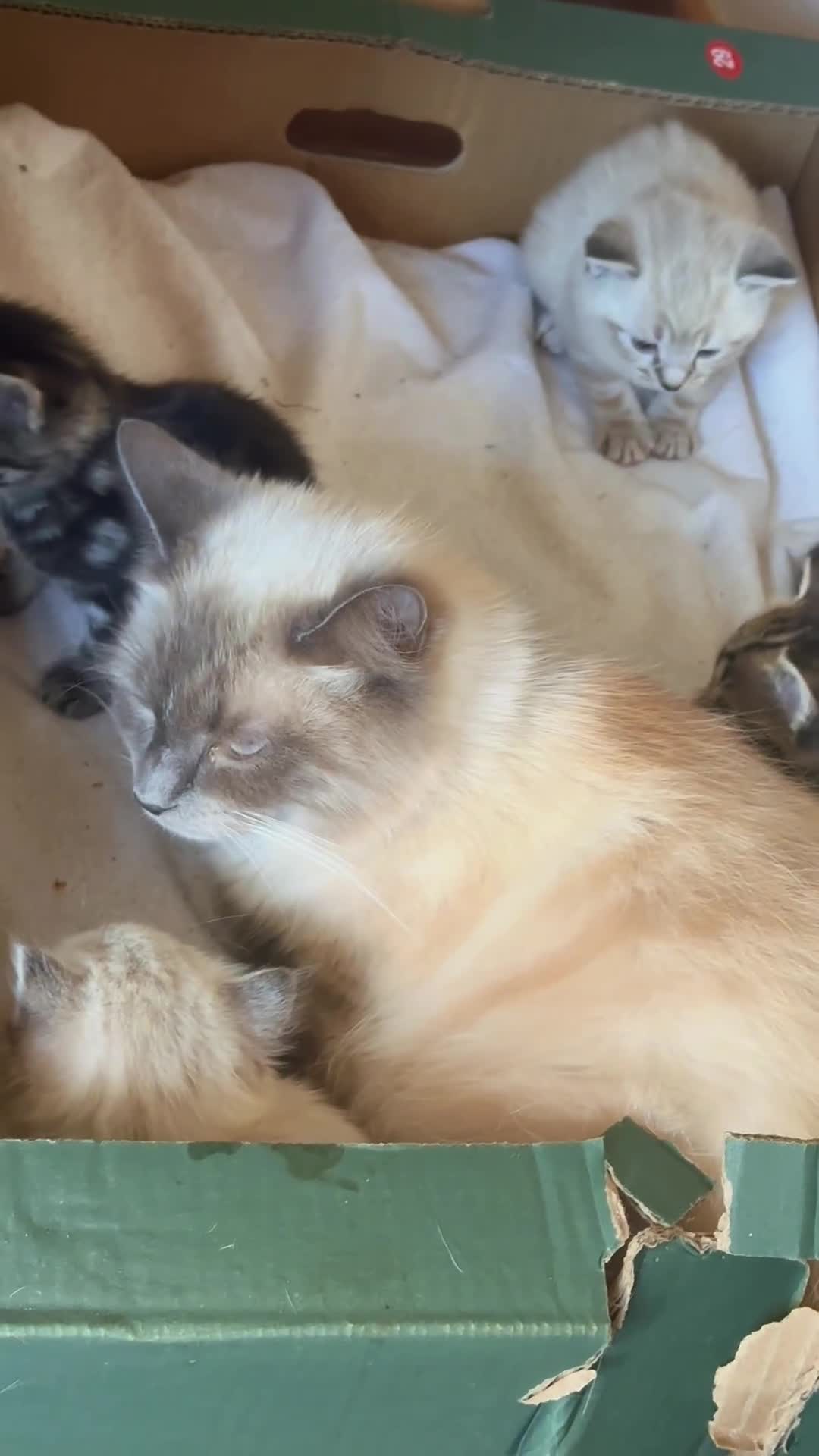 Ragdoll cats for sale: Ragdoll cross 2 boys 2 girls  - Video 2