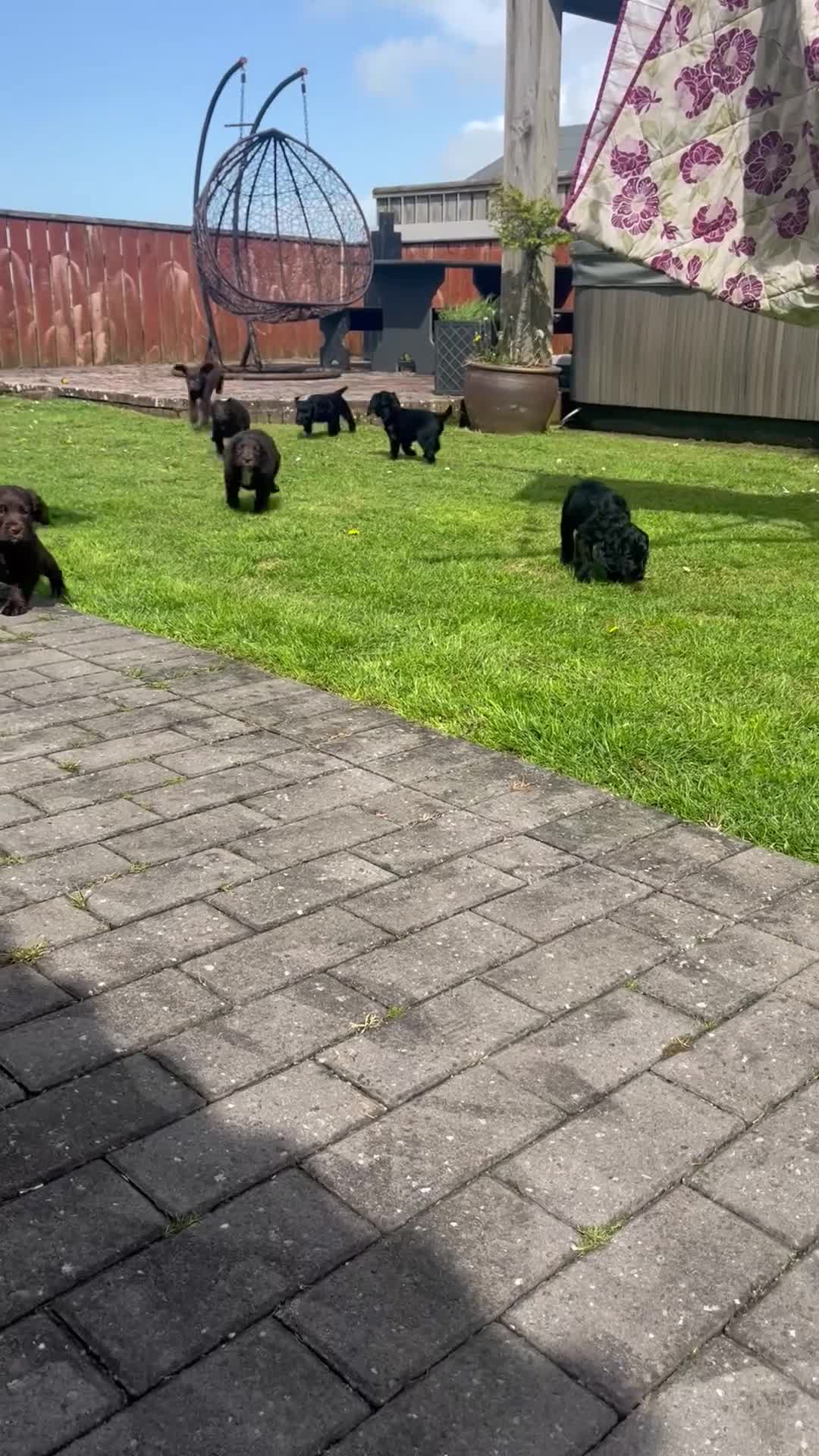 Cocker Spaniel dogs for sale: KC REGISTERED WORKING COCKER SPANIEL PUPPIES in Bude - Video 1