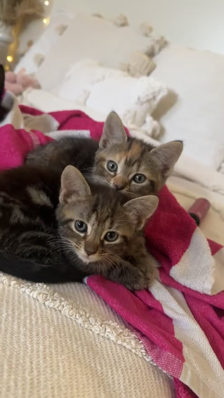 British Shorthair cats for sale: 5 beautiful kittens for sale  - Video 3