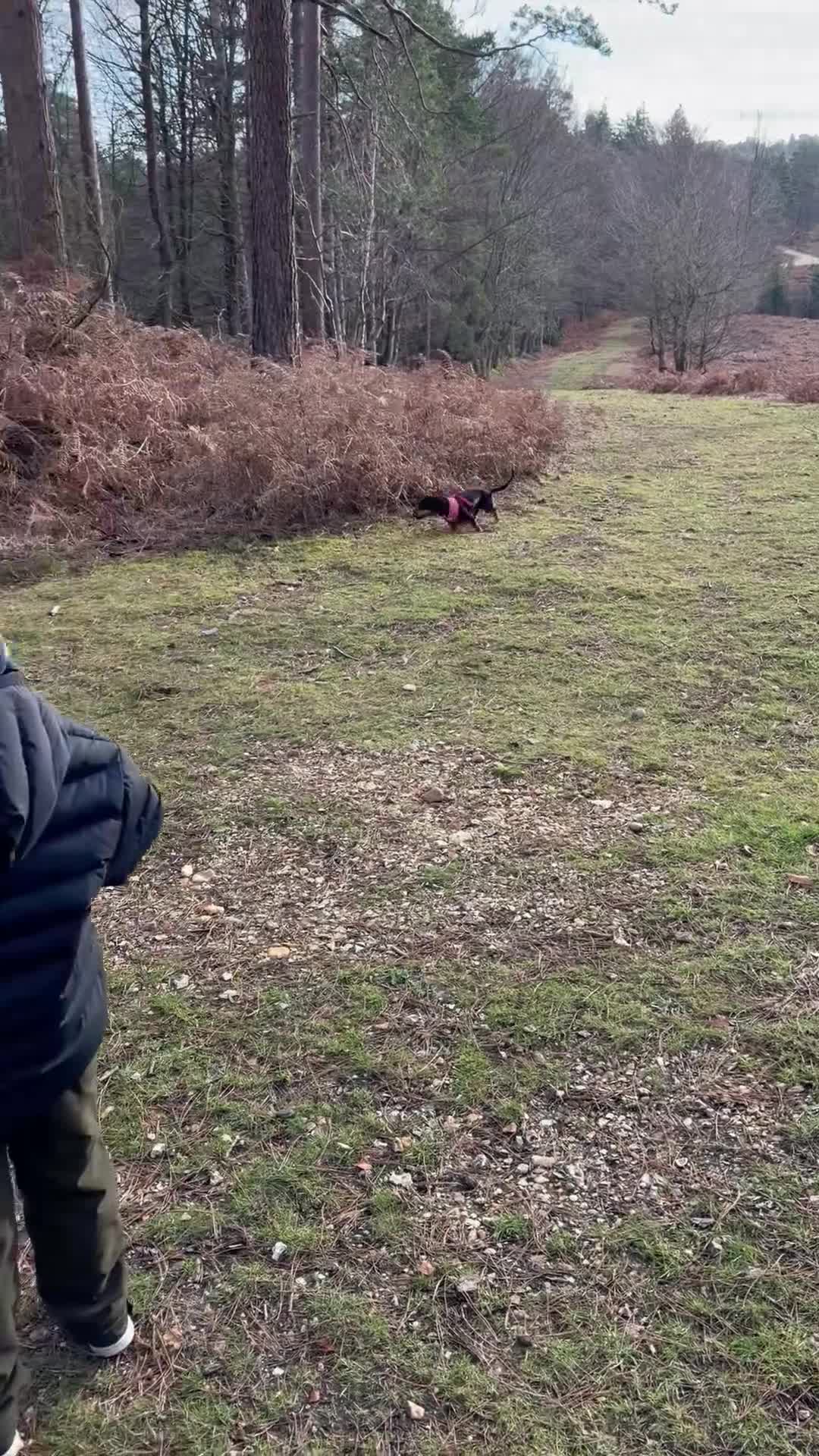 Miniature Dachshund dogs for sale: Miniature Dachshund  - Video 1