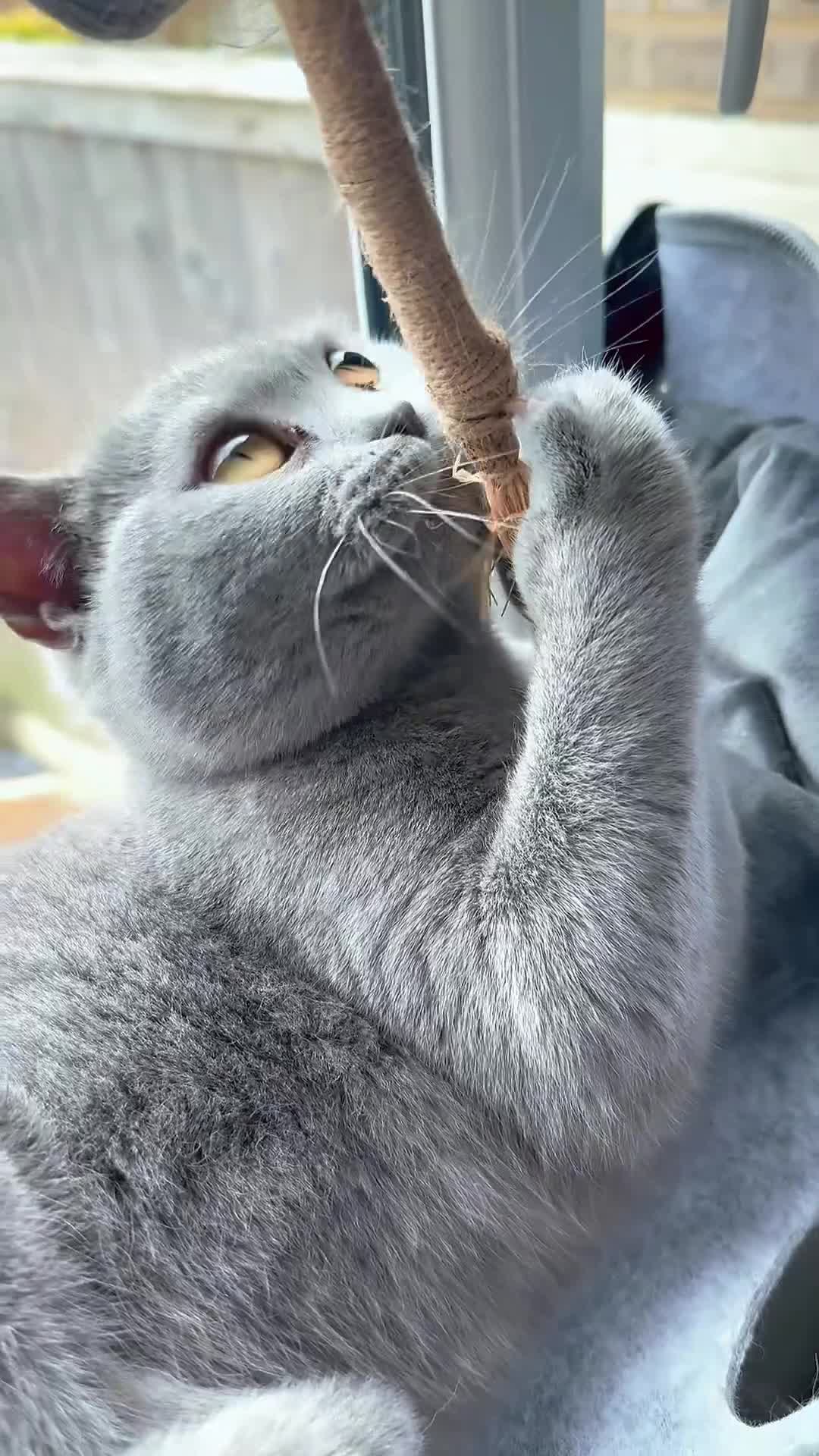 British Shorthair cats for sale: WILLOW — Beautiful British Shorthair Girl  - Video 3