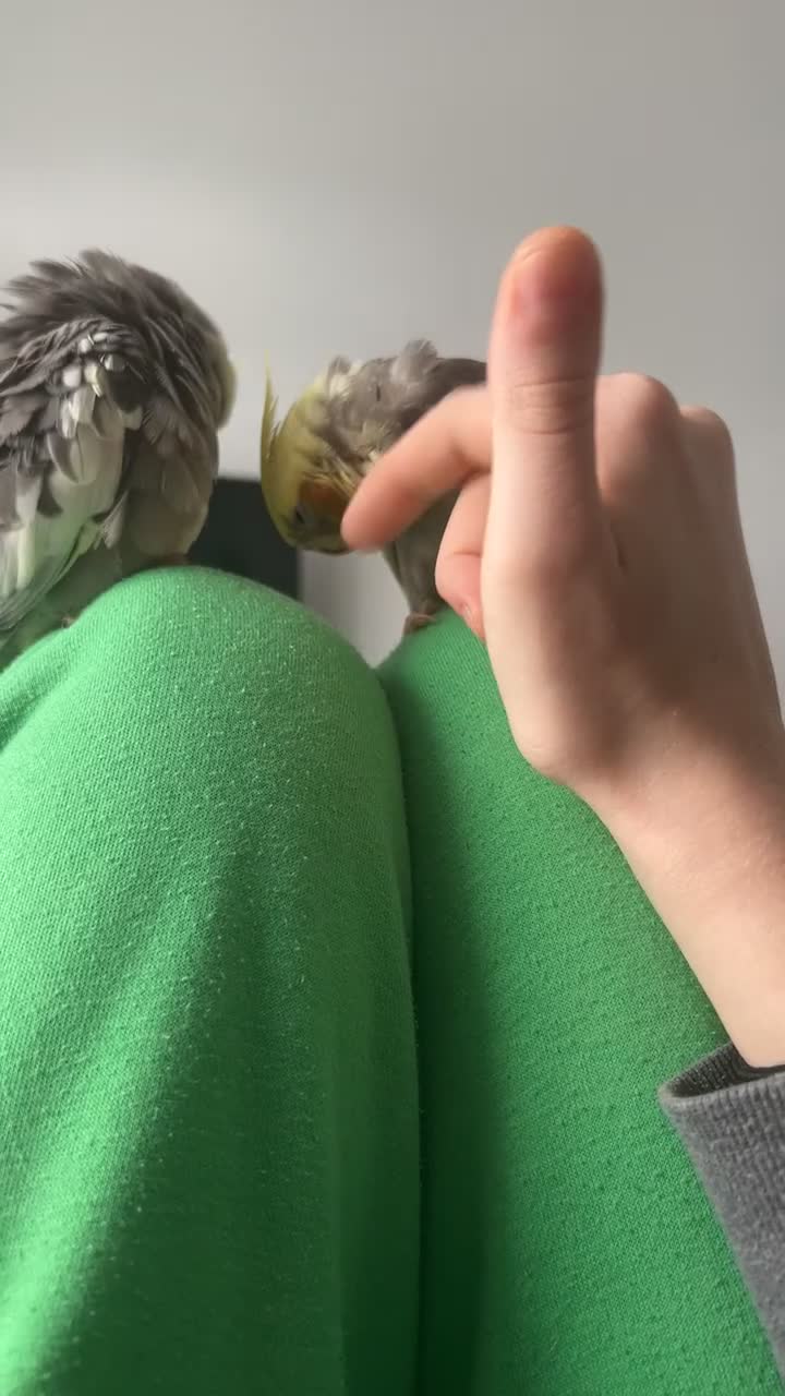 Cockatiels birds for sale: Hand-Reared Cockatiel Sibling Pair in Princes Risborough - Video 1