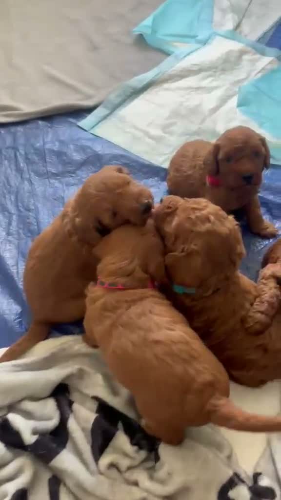 Labradoodle dogs for sale: Miniature labradoodles - Video 1