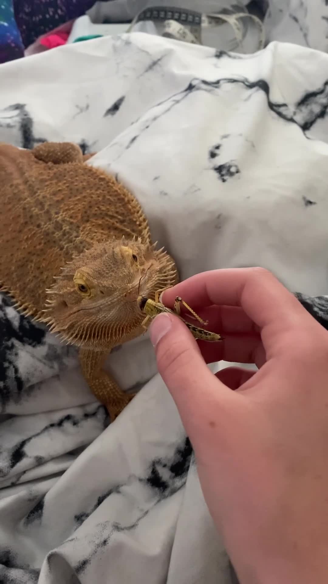 Bearded Dragon reptiles for sale: Bearded Dragon + Full Set Up  in London - Video 2