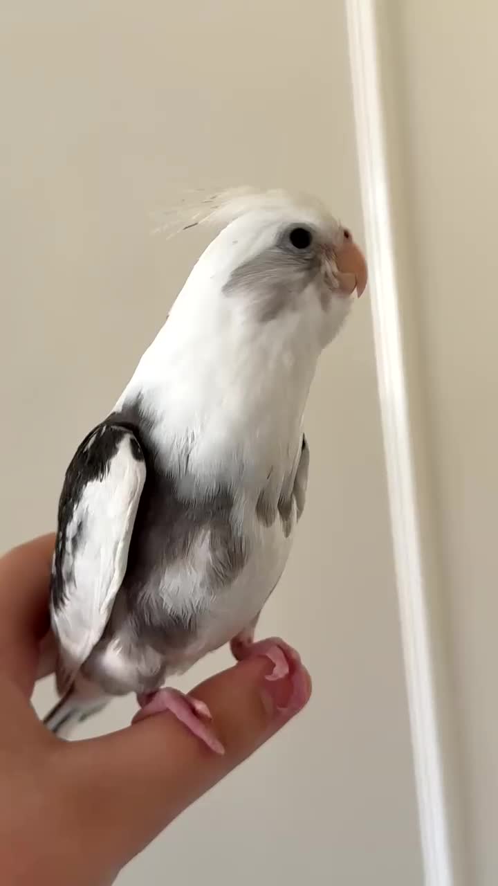 Cockatiels birds for sale: Baby Cockatiel for sale - £200 - Video 1