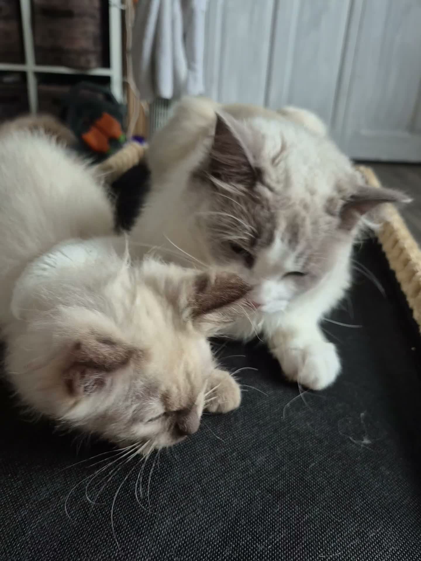 Ragdoll cats for sale: Pretty chocolate mink Ragdoll - Video 2