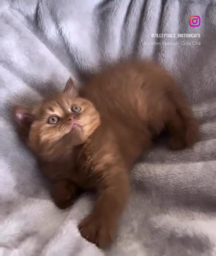 British Shorthair cats for sale: 🏆 GCCF Registered BSH Cinnamon Tortie Girl in Aldershot - Video 1