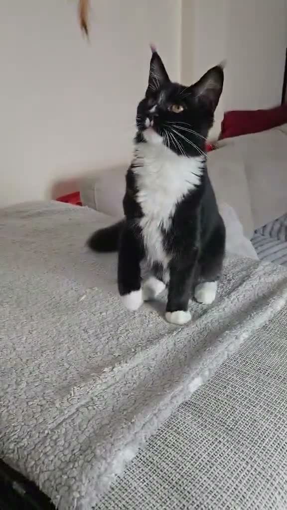 Maine Coon cats for sale: Fantastic TICA registered Maine Coon boy. - Video 1