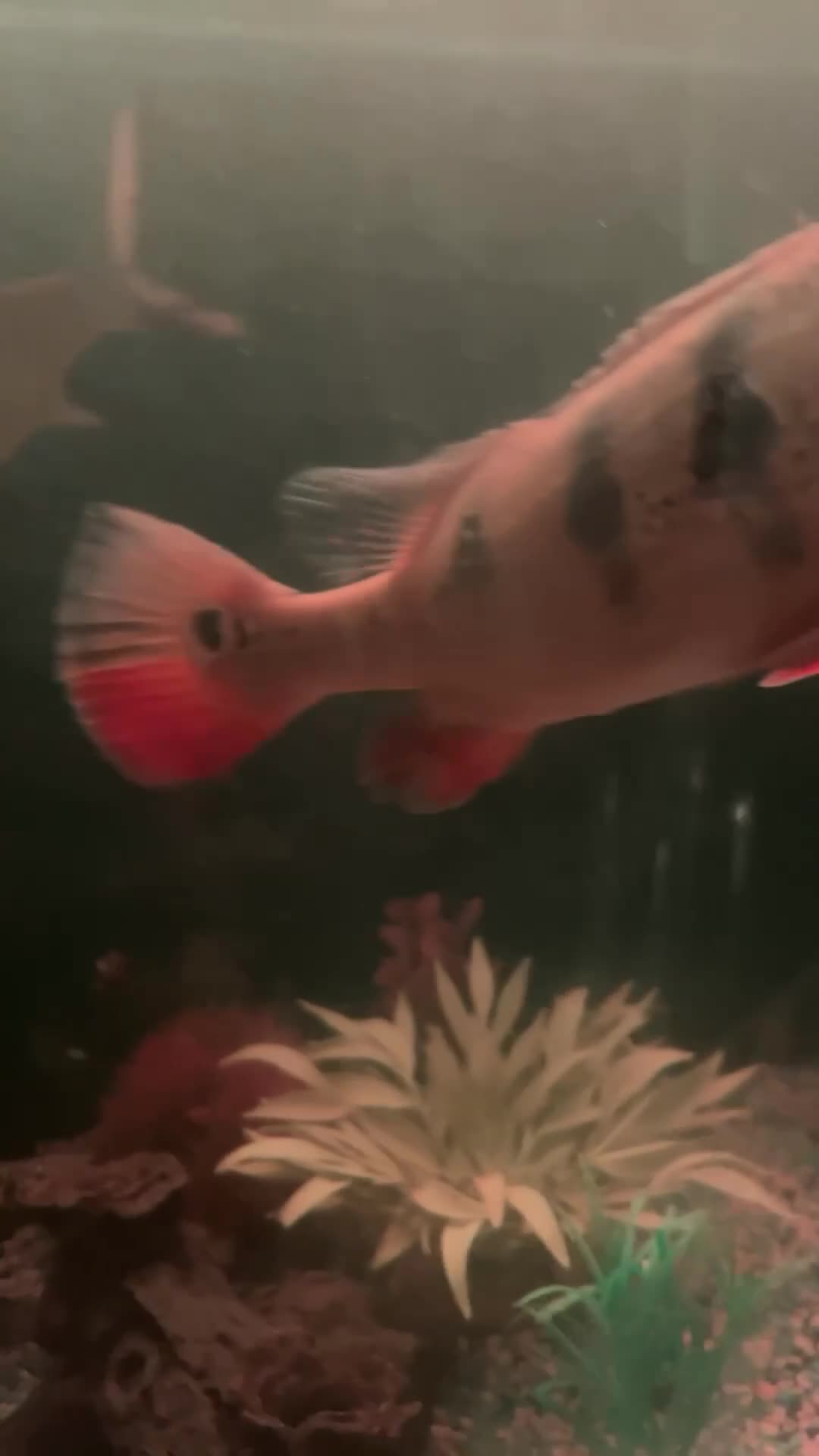 Other/Mixed Breed fish for sale: Peacock bass  - Video 1