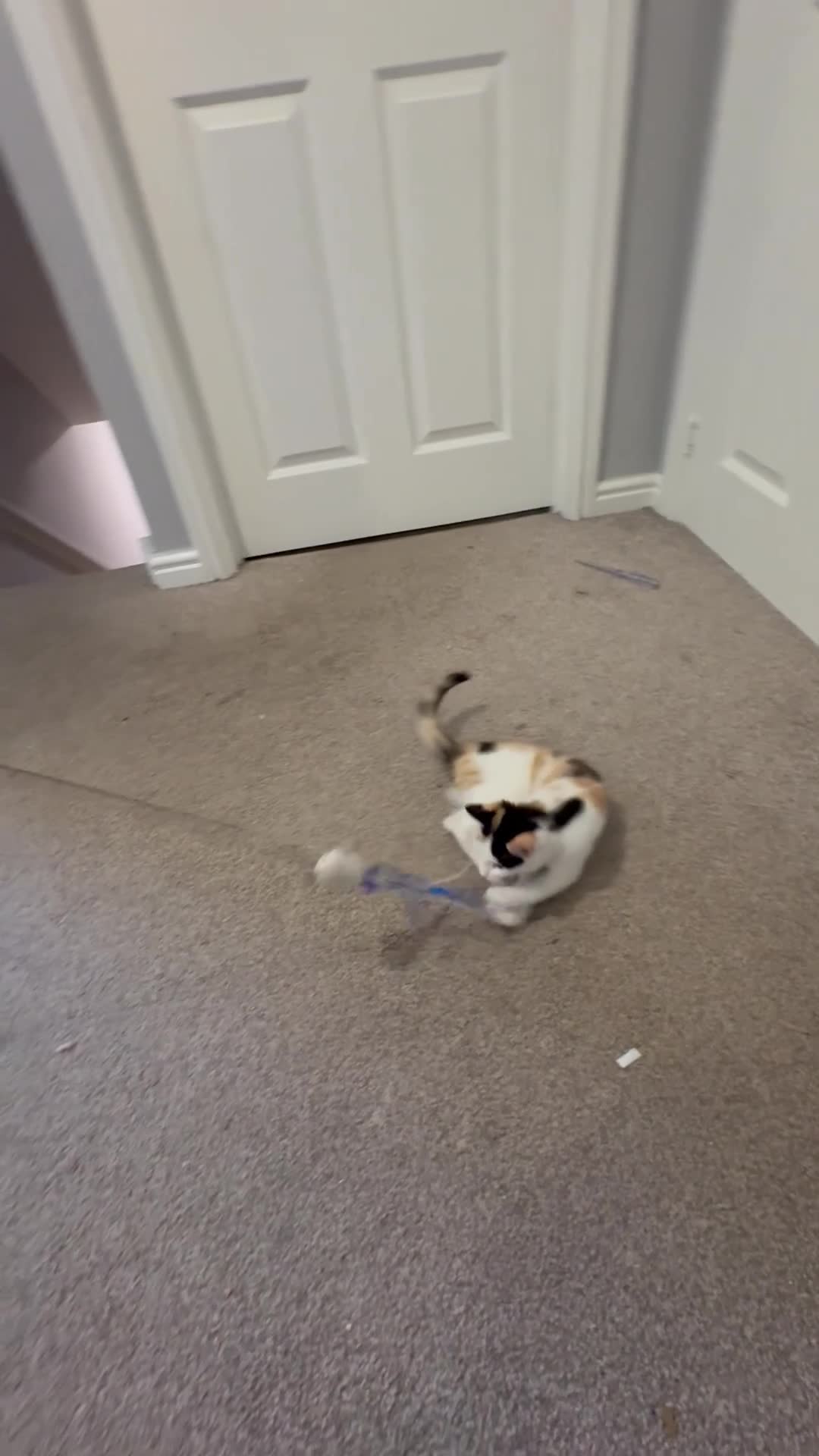 Mixed Breed cats for sale: Ginger & White Kitten Ready for New Home - Video 1