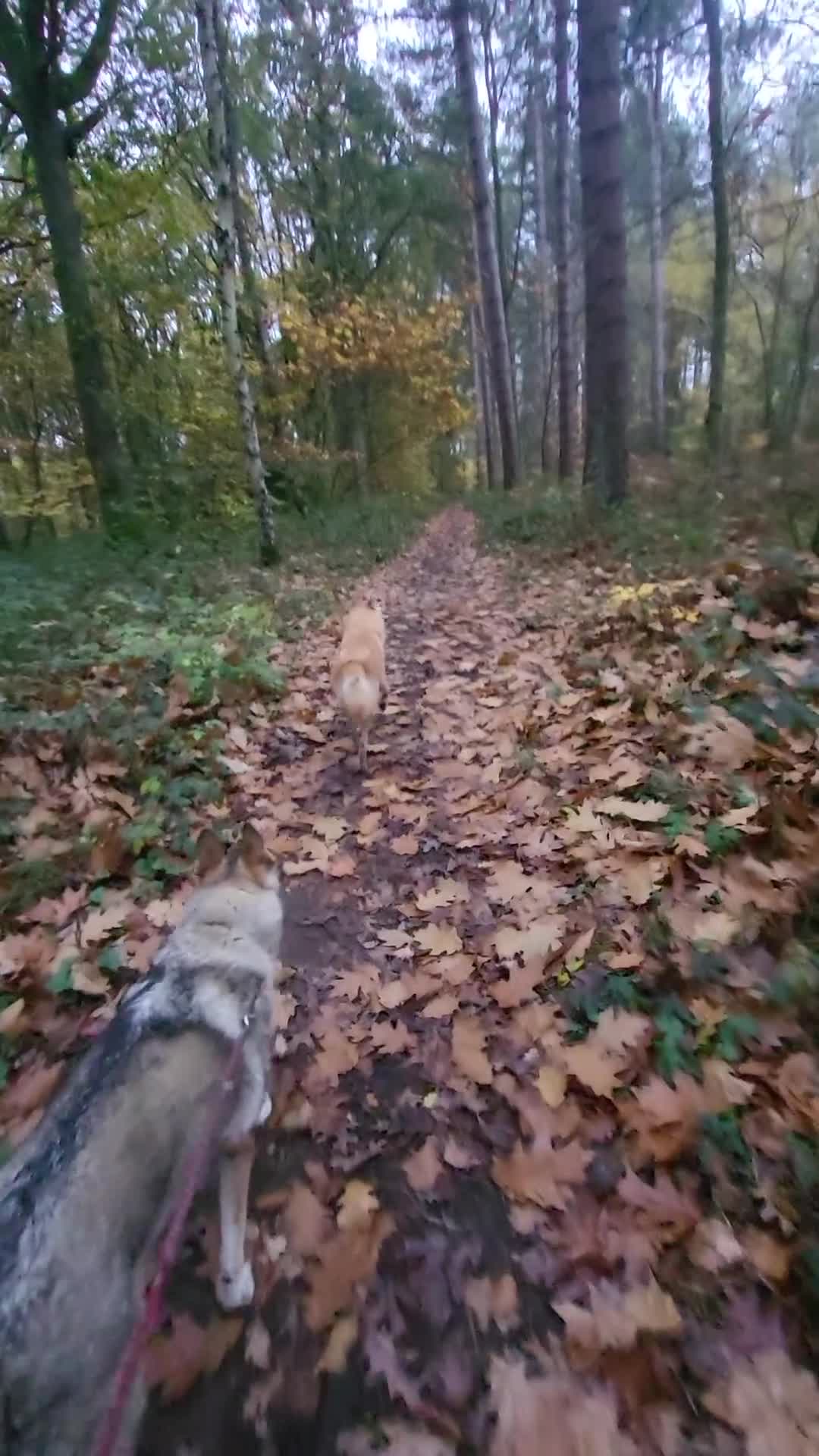 Saarloos Wolfdog dogs for sale: CSV x low content wolfdog  - Video 1