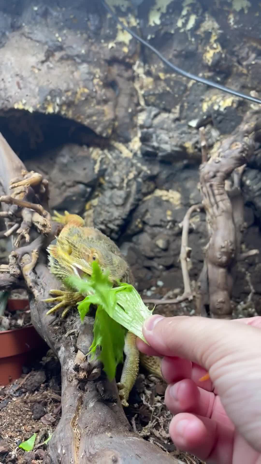 Bearded Dragon reptiles for sale: Bearded Dragon for Sale  - Video 1