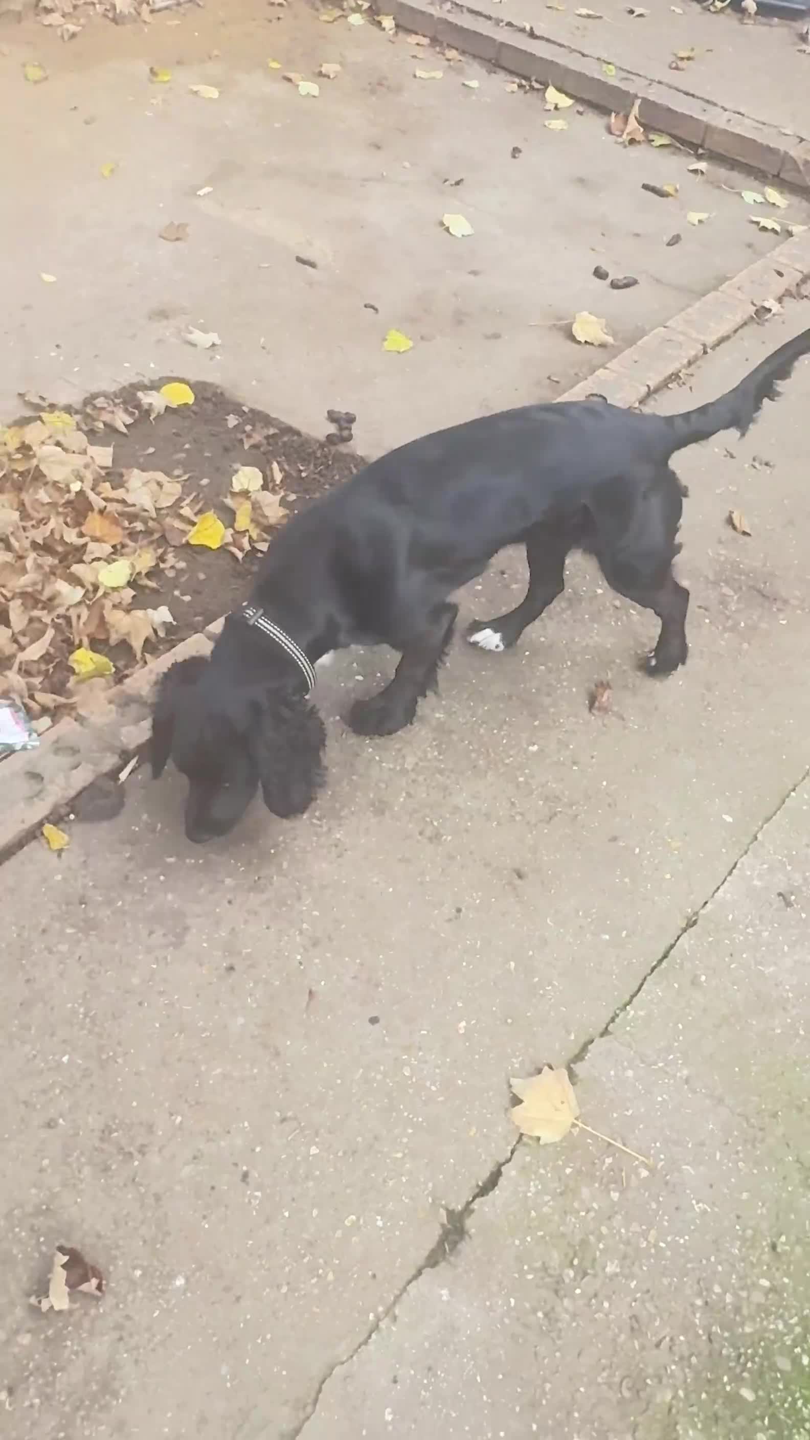 Cocker Spaniel dogs for sale: Cocker Spaniel Puppy – 8 Months Old, Lovely Girl - Video 1