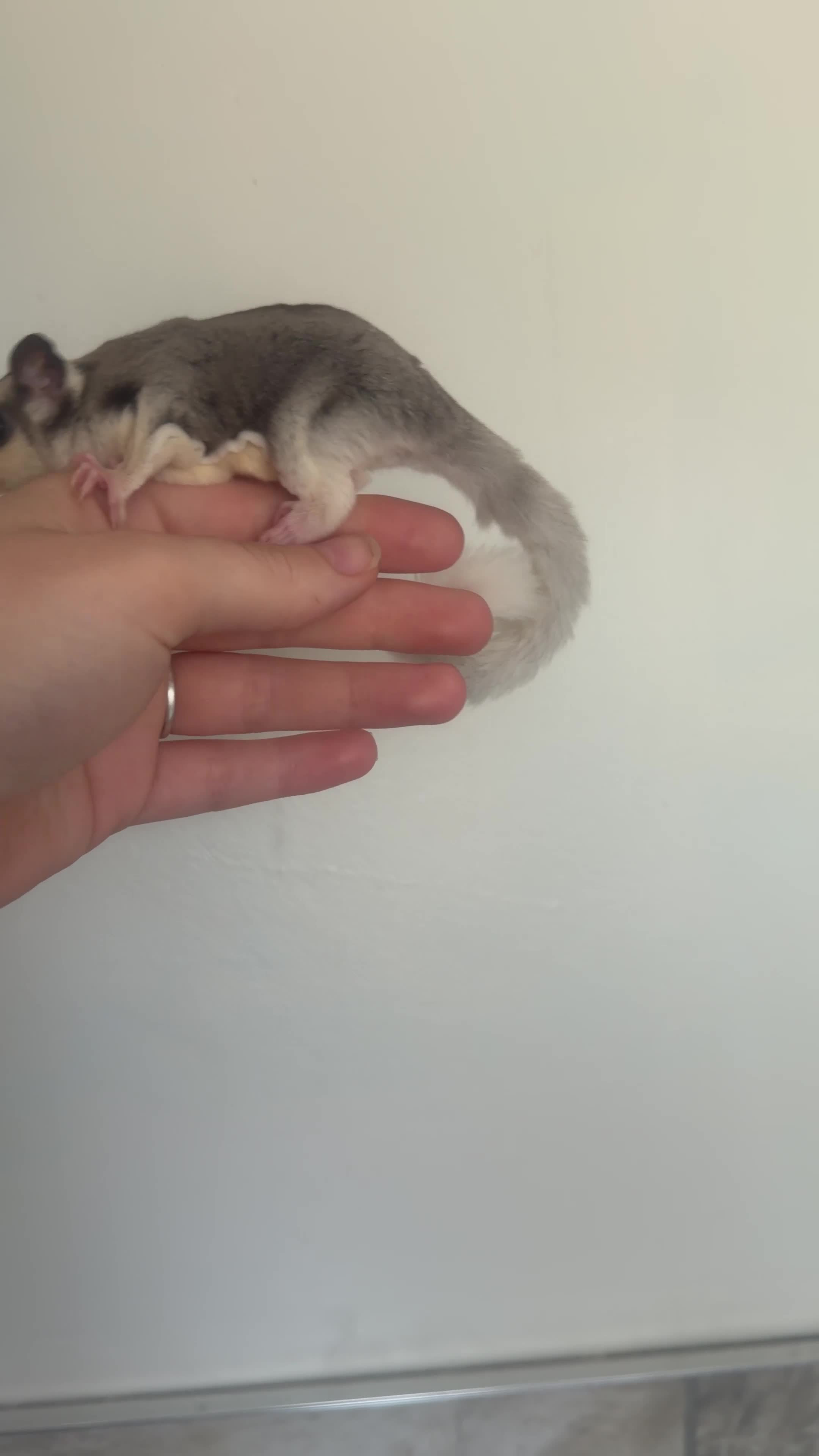 Sugar Glider rodents for sale: Female mosaic sugar glider  - Video 1