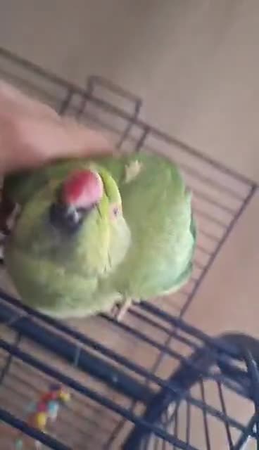 Parakeets birds for sale: Beautiful Indian ring neck parakeet  - Video 1