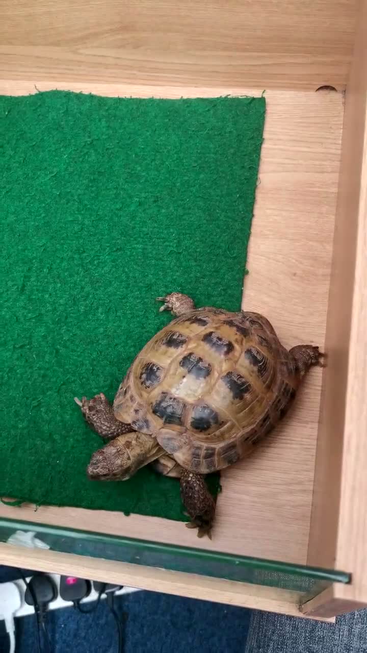 Tortoise reptiles for sale: Male Horsfield Tortoise  - Video 1