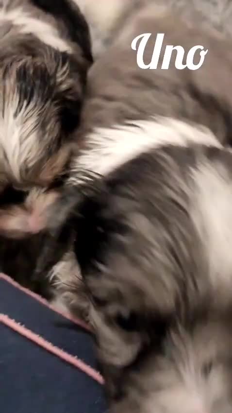 Biewer Terrier dogs for sale: ✨ Stunning Biewer & Merle Yorkies – Ready 09 Apr ✨ - Video 3