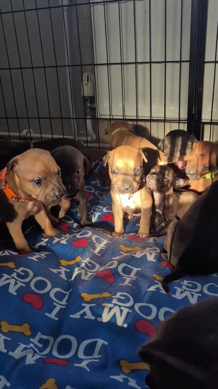 American Bull Staffy dogs for sale: Staffy x litter of 16 some have goneplease inquire - Video 1
