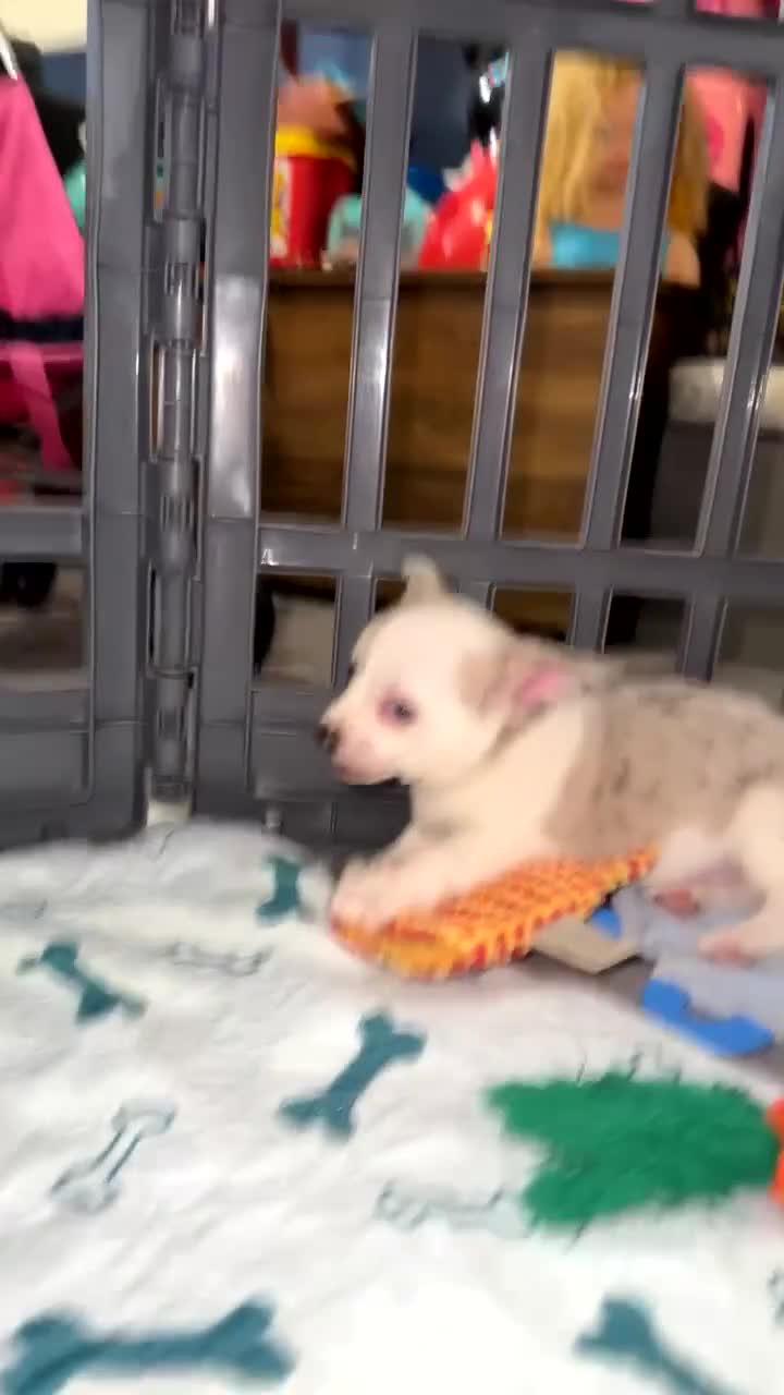 Chihuahua dogs for sale: ONE MALE LEFT READY FROM 3rd September - Video 1
