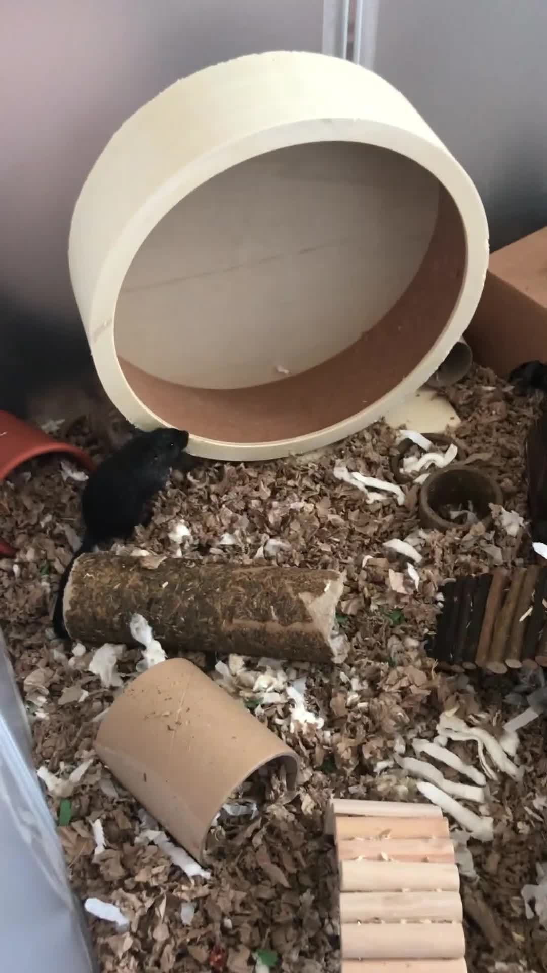 Gerbil rodents for sale: 2 female gerbils - Video 1