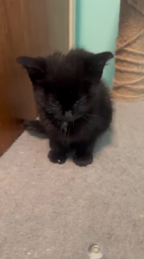 Mixed Breed cats for adoption: Tiny abandoned kitten needs a forever home - Video 2